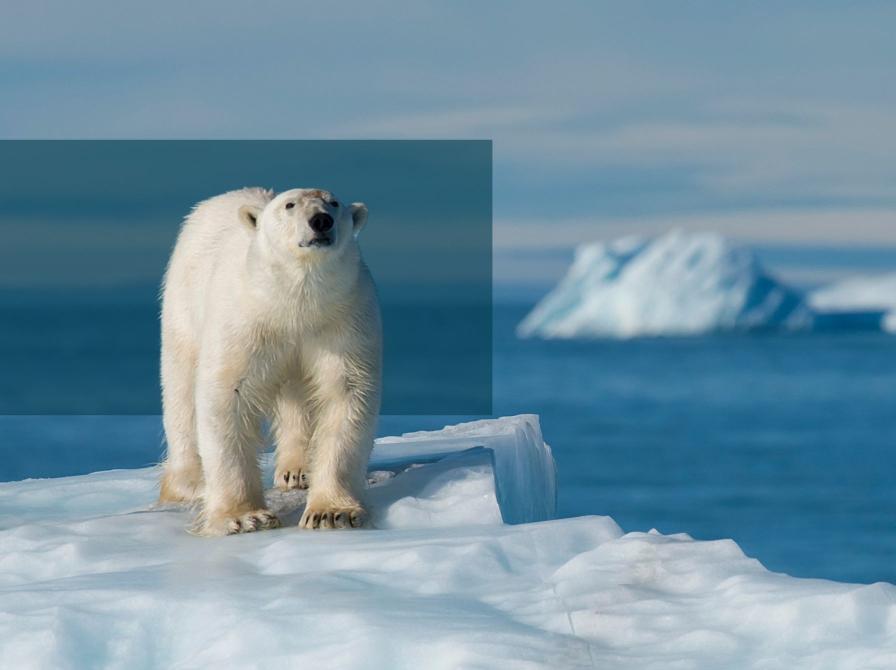 En isbjørn retter blikket mod kameraet. 