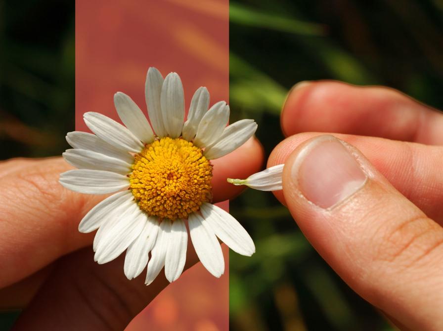 Nærbillede af en marguerit, hvor et kronblad trækkes af med fingrene.