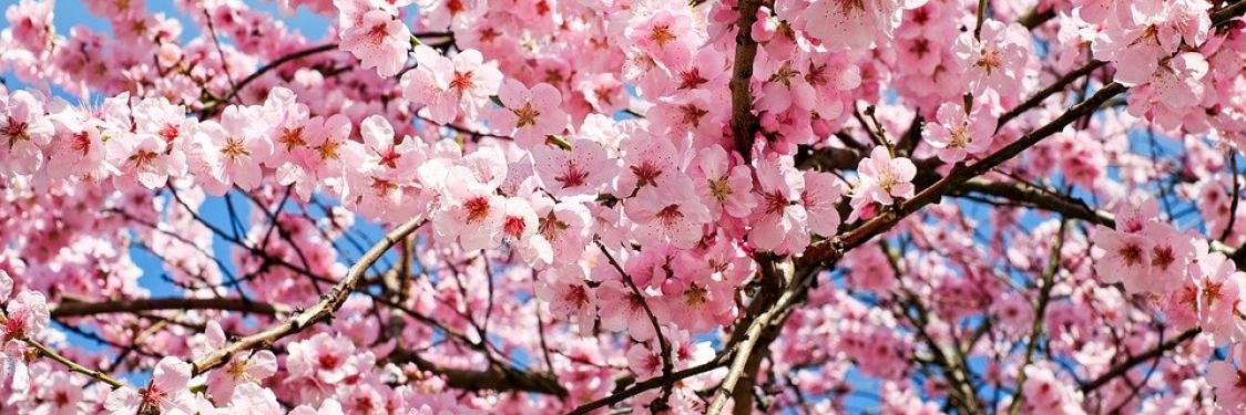 Japansk kirsebærtræ